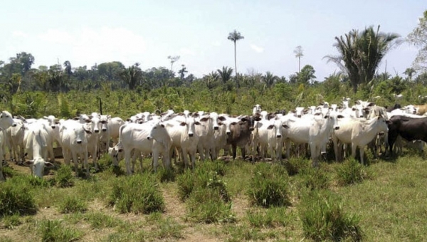 Ibama apreende 1,3 mil cabeças de gado